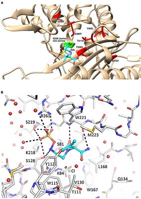 Durlobactam, a New Diazabicyclooctane β-Lactamase Inhibitor for the Treatment of Acinetobacter Infections in Combination With Sulbactam